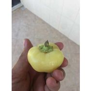 Nadir 5 Adet Peynir Biberi Tohumu
