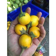 Nadir 5 Adet Thailand Sarı Patlıcan Tohumu