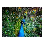 Nova Puzzle 1000 Parça Kur Zamanı