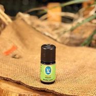 Nuka Defne Bodur Çam Yağı 5 ml Aromatik Cilt Bakım Yağı