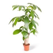 Pachira Para Ağacı Çiçeği
