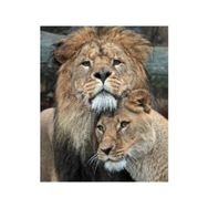 Parla Canvas Aşık Aslanlar Rulo 40x50 cm Renkli Sayılarla Boyama Seti Duvar Sticker