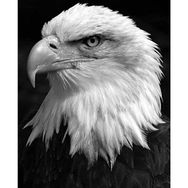 Parla Canvas Kartal Sayılarla Rulo 90x110 cm Boyama Seti Duvar Sticker