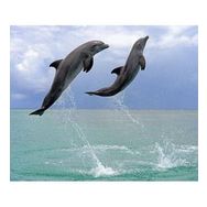 Parla Canvas Yunusların Dansı Sayılarla Rulo 90x110 cm Renkli Boyama Seti Duvar Sticker