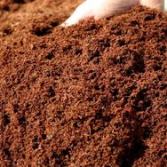 Patika Botanik 10 lt Cocopeat Hindistan Cevizi Torfu