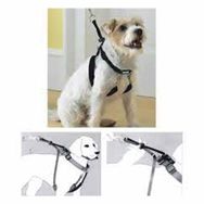 Pawise Dog Training M 1"x16-24" Eğitim Tasması
