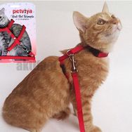 Petviya Ayarlanabilir Kırmızı Kedi Göğüs Bel Tasması