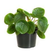 Pilea Peperomioides Çin Para Bitkisi