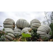 Plantistanbul 10 gr Balkabağı Tohumu