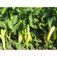 Plantistanbul 10 gr Biber Bağcı Çarliston Tohumu
