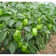 Plantistanbul 10 gr Biber Kandil Dolmalık Tohumu
