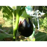Plantistanbul 10 gr Patlıcan Topan 374 Tohumu