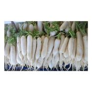 Plantistanbul 10 gr Turp Uzun Beyaz Japon Turp Tohumu