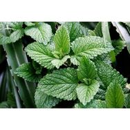 Plantistanbul 200 Adet Spearmint Kıvırcık Nane Tohumu