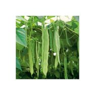 Plantistanbul 25 gr Fasulye Çalı Sırık Tohumu