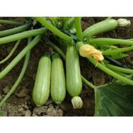 Plantistanbul 25 gr Kabak Dolmalık Kolsuz Yağmur 04 Tohumu