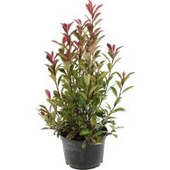 Plantistanbul 40-60 cm Alev Çalısı