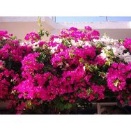 Plantistanbul 5 Adet Bougainvillea Begonvil Fidanı