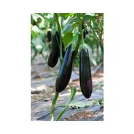 Plantistanbul 5 gr Patlıcan Kemer Tohumu