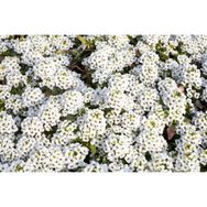 Plantistanbul 50 Adet Alyssum Maritimum Alisyum Kraliyet Halısı Çiçek Tohumu