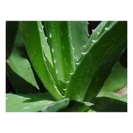 Plantistanbul Aloe Vera Bitkisi Fidesi