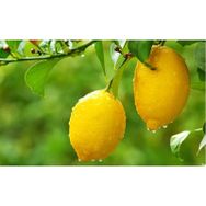 Plantistanbul Bodur Limon Fidanı