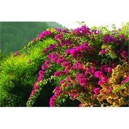 Plantistanbul Bougainvillea Begonvil Fidanı
