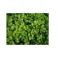 Plantistanbul Buxus Sempervirens Şimşir Fidanı