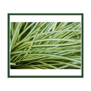 Plantistanbul Carex Ever Gold Fidanı