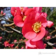 Plantistanbul Chaenomeles Japon Ayvası Bahar Dalı Fidanı
