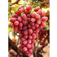 Plantistanbul Crimson Seedless Asma Üzüm Fidanı