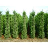 Plantistanbul Cupressocyparis Leylandii 40-60 cm 4 Adet Leylandi Fidanı