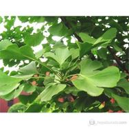 Plantistanbul Ginkgo Biloba Fidanı