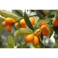 Plantistanbul Kamkat 80-100 cm Fidanı