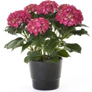 Plantistanbul Kırmızı 20-40 cm Ortanca Fidanı