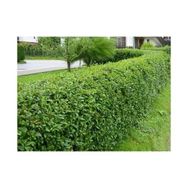 Plantistanbul Ligustrum Japonicum Kurtbağrı Fidanı