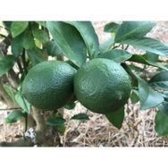 Plantistanbul Limequat Meksika Misket Limonu Fidanı