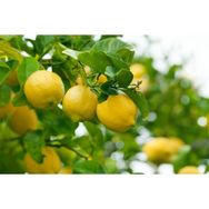 Plantistanbul Mayer Limon Fidanı