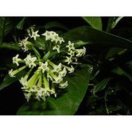 Plantistanbul Melisa Cestrum Nocturnum Parfüm Çiçeği
