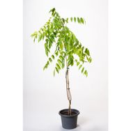 Plantistanbul Mor Salkım Fidanı