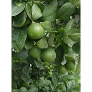 Plantistanbul Tahiti Lime Limonu Fidanı