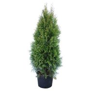 Plantistanbul Thuja Occidentalis Smargat Mazı Fidanı