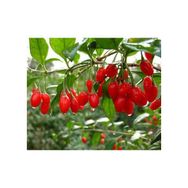 Plantistanbul Tüplü Goji Berry Fidanı