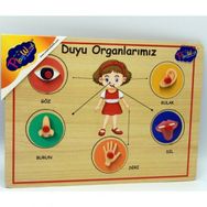 Playwood ONY-166/167 Ahşap Tutmalı Duyu Organlar