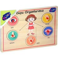 Playwood ONY-166/167 Ahşap Tutmalı Duyu Organlar