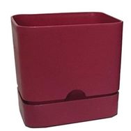 Poliwork Begonya Kare 13 cm Bordo Saksı