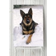 Postermanya Kurt Köpeği Hayvan 70x100 cm Poster