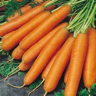 Rem Seeds 100gr Scarlet Nantes Havuç Tohumu