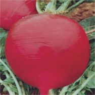 Rem Seeds 1kg Toros Kırmızısı Turp Tohumu