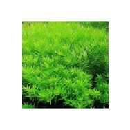 Rotala İndica Green Saksı Canlı Bitki